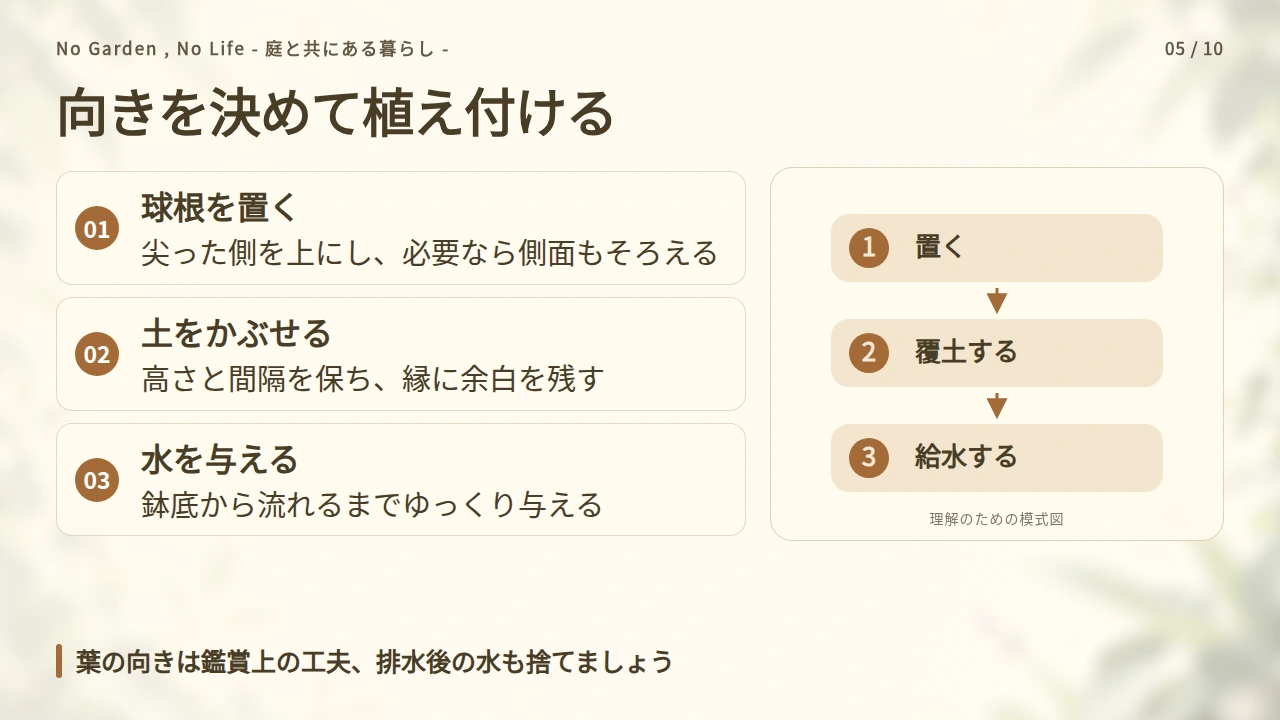 上下と葉の向きを確認して植え、最初の水を与えるの要点と図解