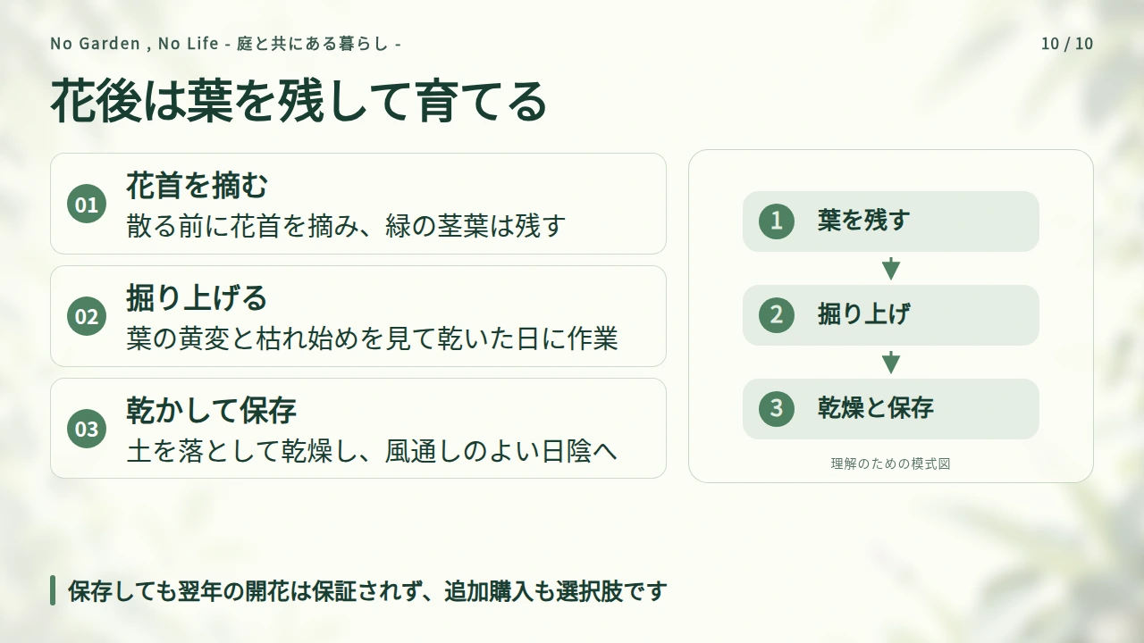花後は葉を残し、球根を保存するか翌春の計画を選ぶの要点と図解