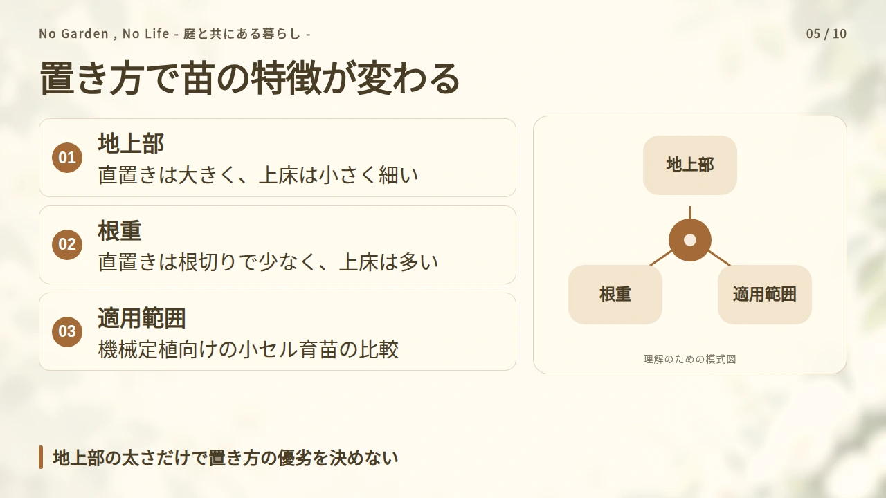 セルトレイの直置きと上床では、苗の太さと根が変わるの要点と図解