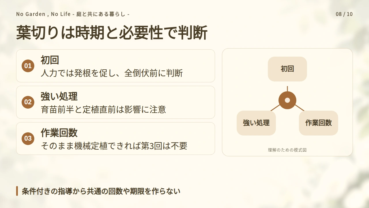 葉切りの時期を決める|早すぎる処理と全倒伏を避けるの要点と図解