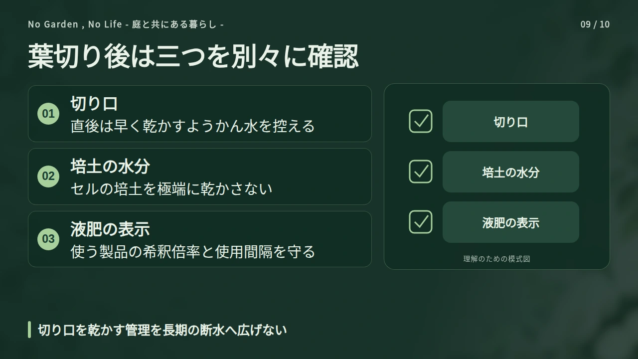 葉切り後の水やりと液肥はどう管理するかの要点と図解