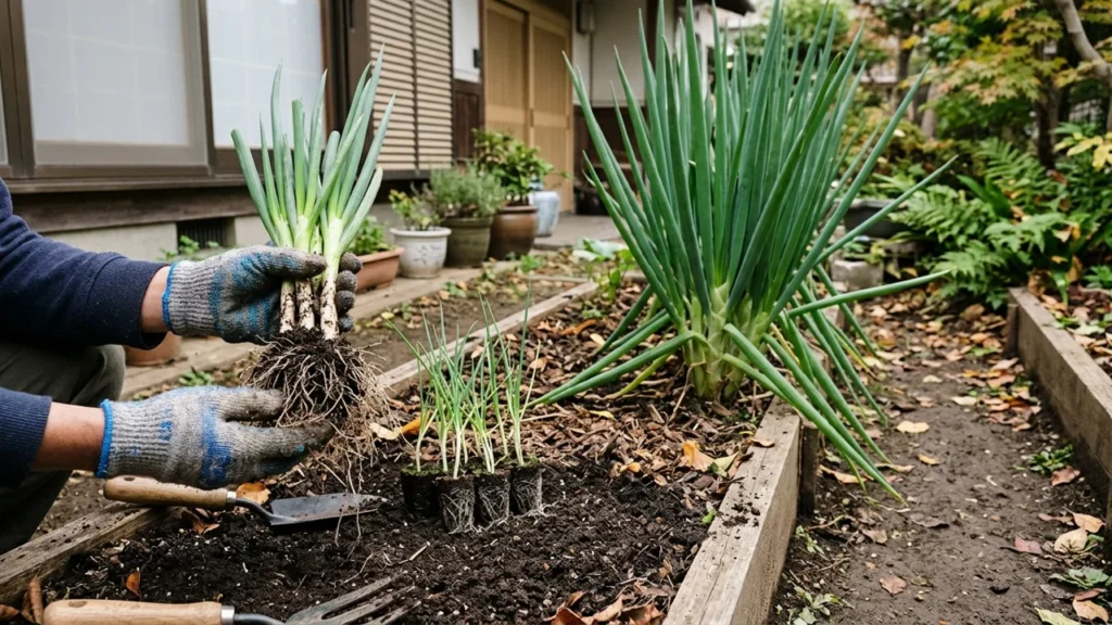 家庭菜園で根を残して持ち上げたネギの株と、植え付け前の長ネギ苗を並べた様子