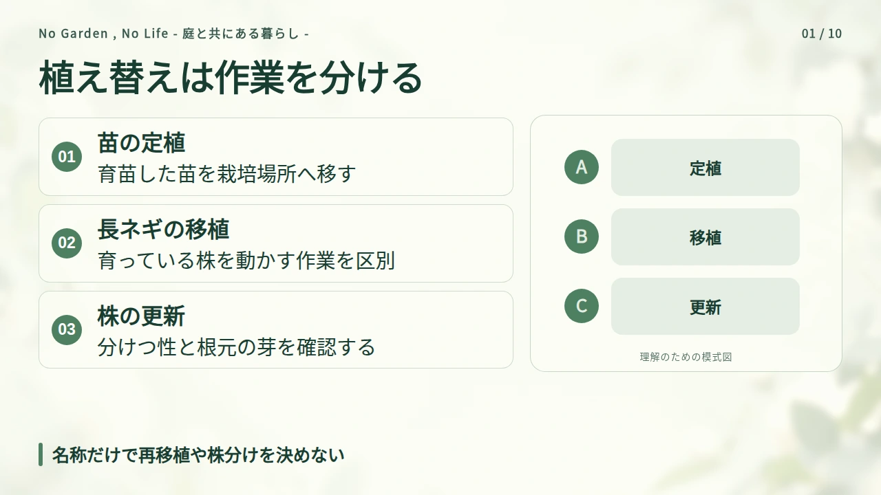 最初に見分けたい、長ネギの定植と葉ネギの更新の要点と図解