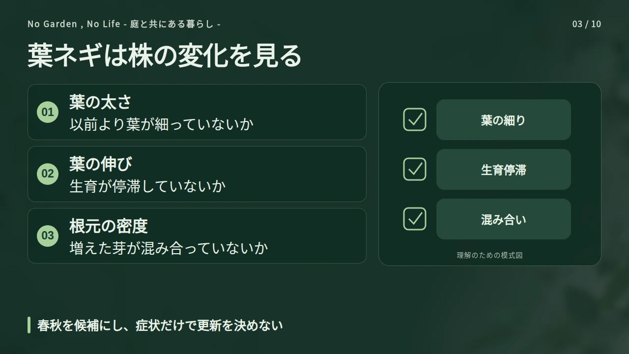 葉ネギ・分けネギは春秋の候補時期と株の混み具合を見るの要点と図解