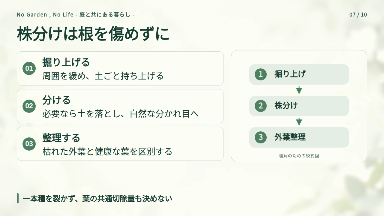 株分けは自然な分かれ目を使い、葉切りは量を決めつけないの要点と図解