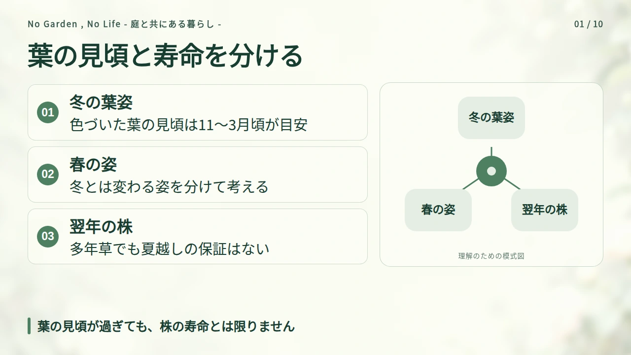 葉の見頃は11〜3月頃、株の寿命とは分けて考えるの要点と図解