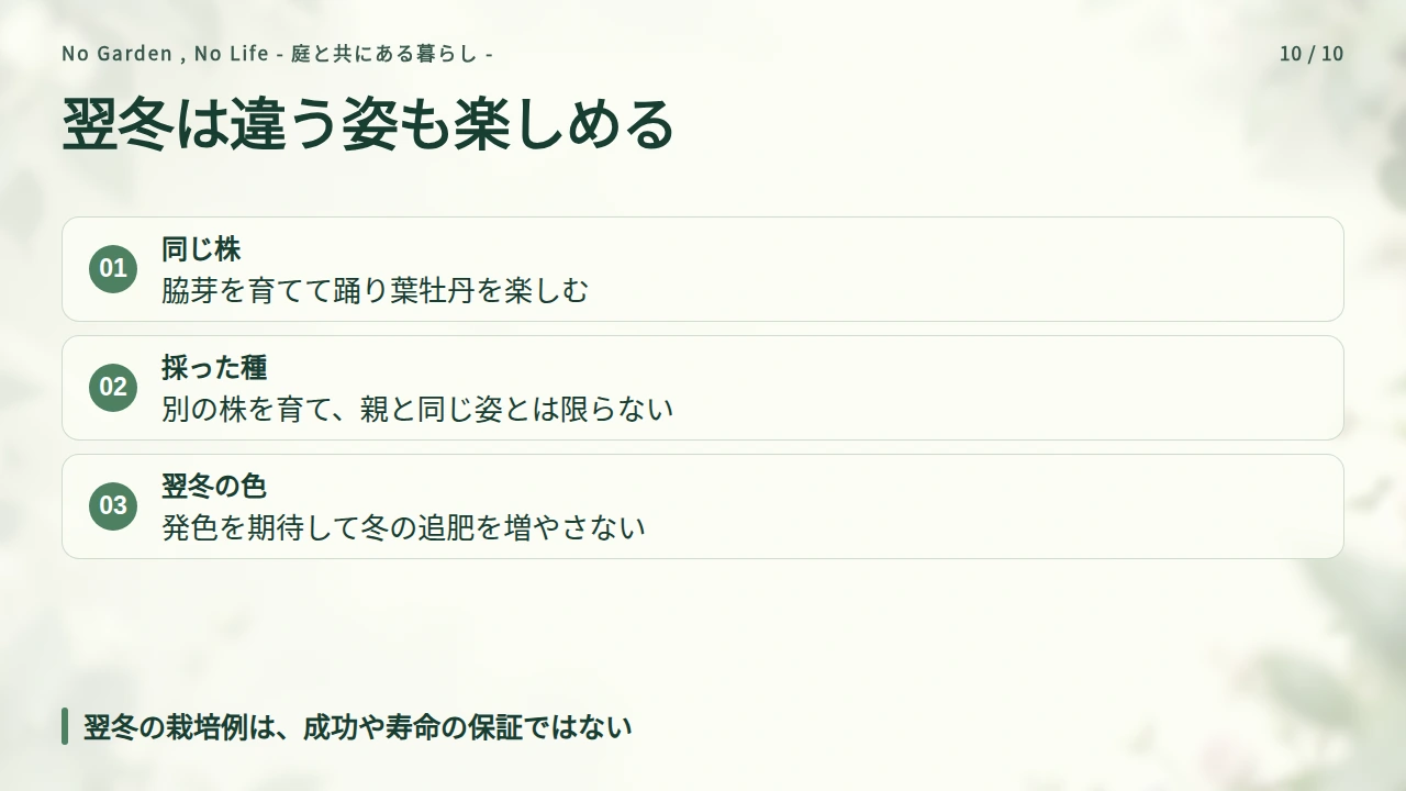 翌冬は踊り葉牡丹として楽しむ、採種とは分けて考えるの要点と図解