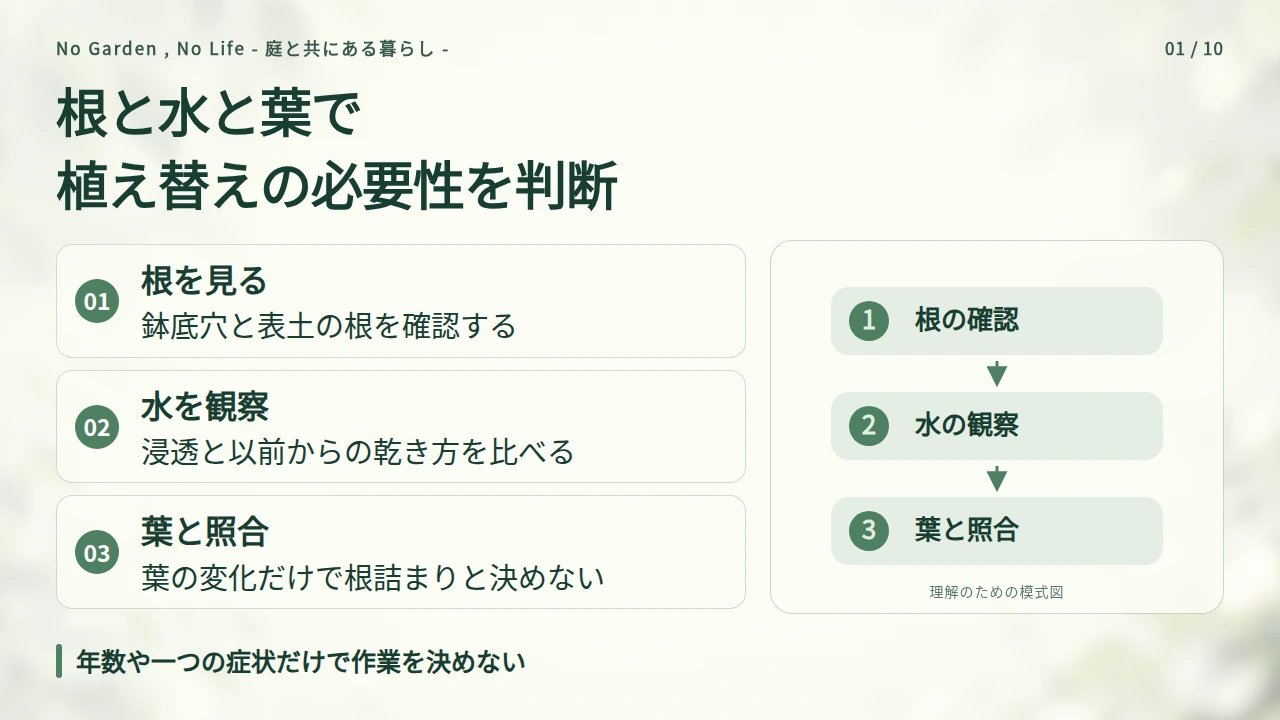根・水・葉の変化から植え替えの必要性を判断するの要点と図解