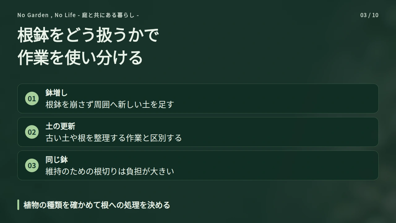 鉢増しと土を更新する植え替えを使い分けるの要点と図解