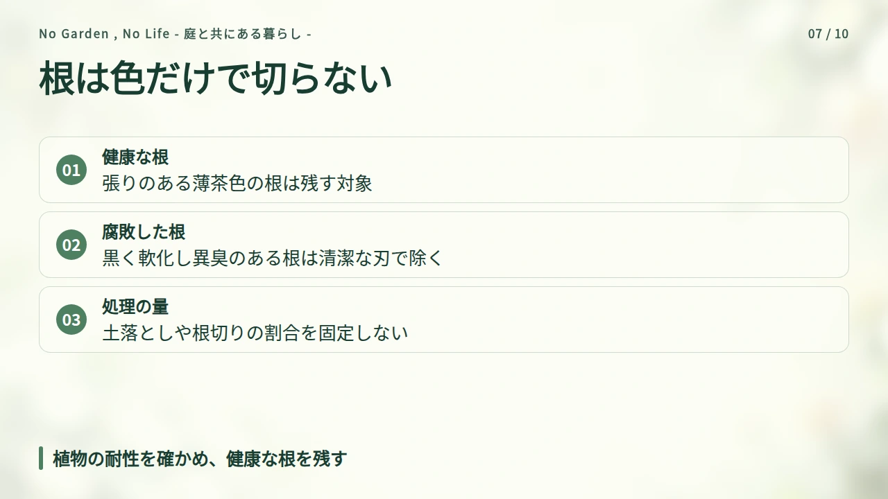 根の状態を見分け、古い土と傷んだ根を整理するの要点と図解