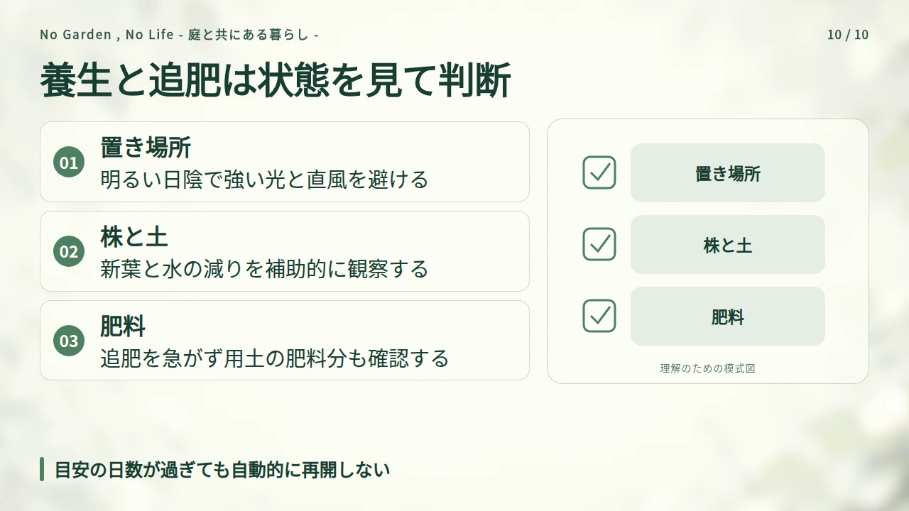 明るい日陰で養生し、追肥と通常管理の再開を判断するの要点と図解